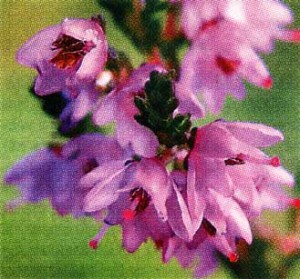 Чаи из вереска